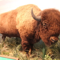 Scout the Bison