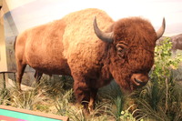 Scout the Bison